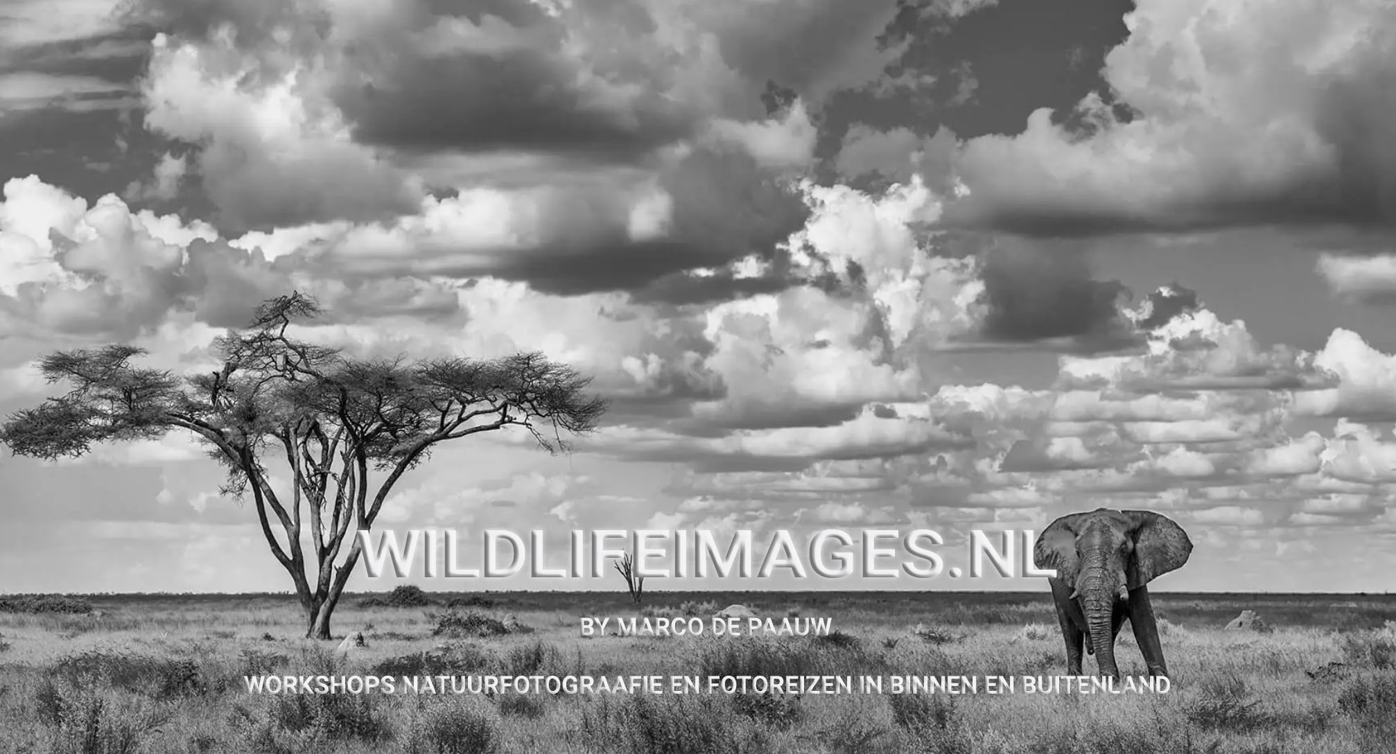 WILDLIFE IMAGES BANNER kopiëren